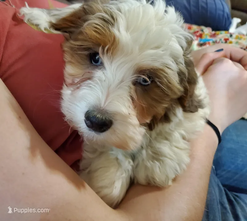 Rosie – Miniature Bernedoodle puppy for sale in Leetonia, OH