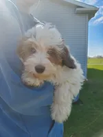Rosie, a female Miniature Bernedoodle for sale in Leetonia, OH – Photo 3 of 9