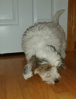 Rosie, a female Miniature Bernedoodle for sale in Leetonia, OH – Photo 9 of 9