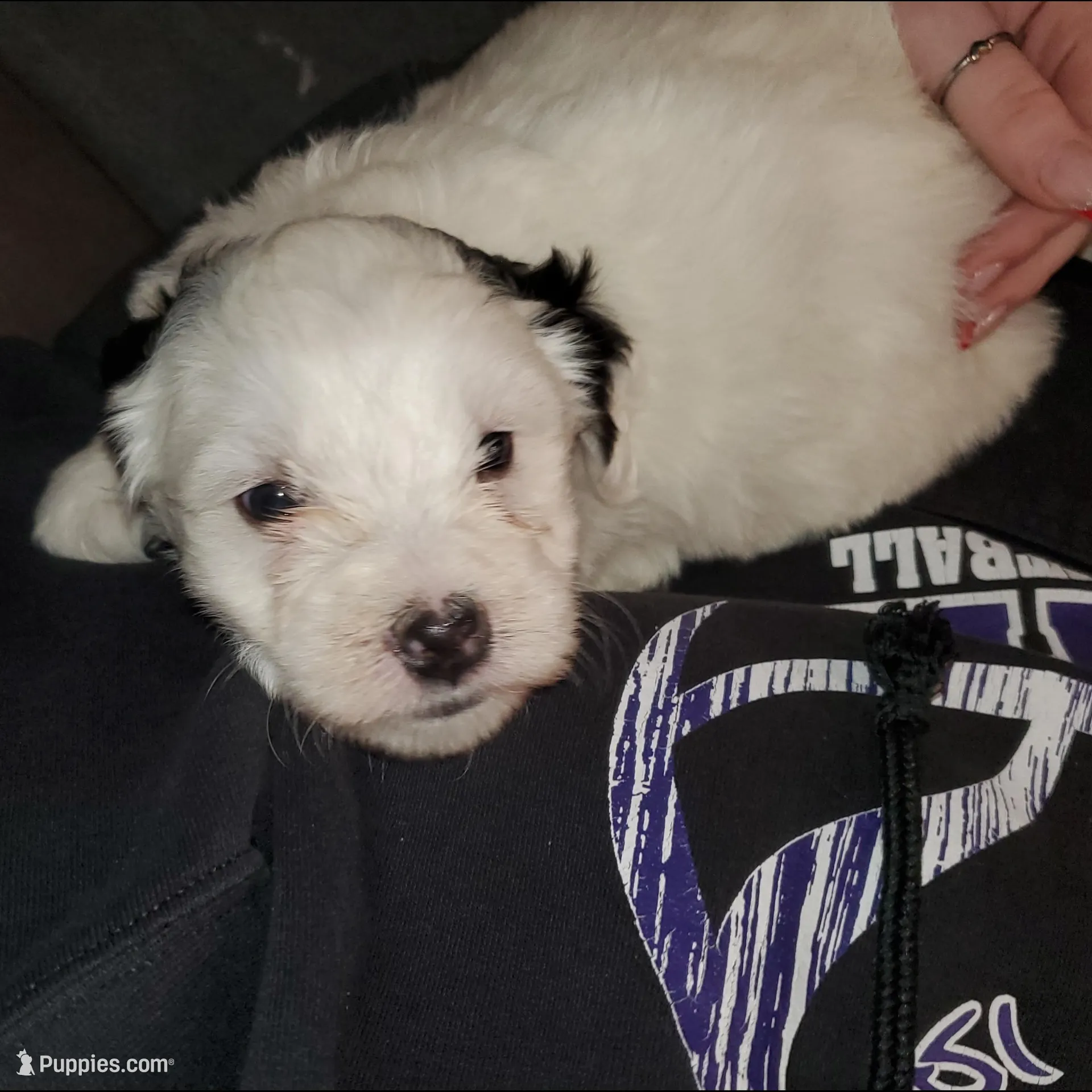 Darla, a female Miniature Bernedoodle for sale in Leetonia, OH – Photo 5 of 9