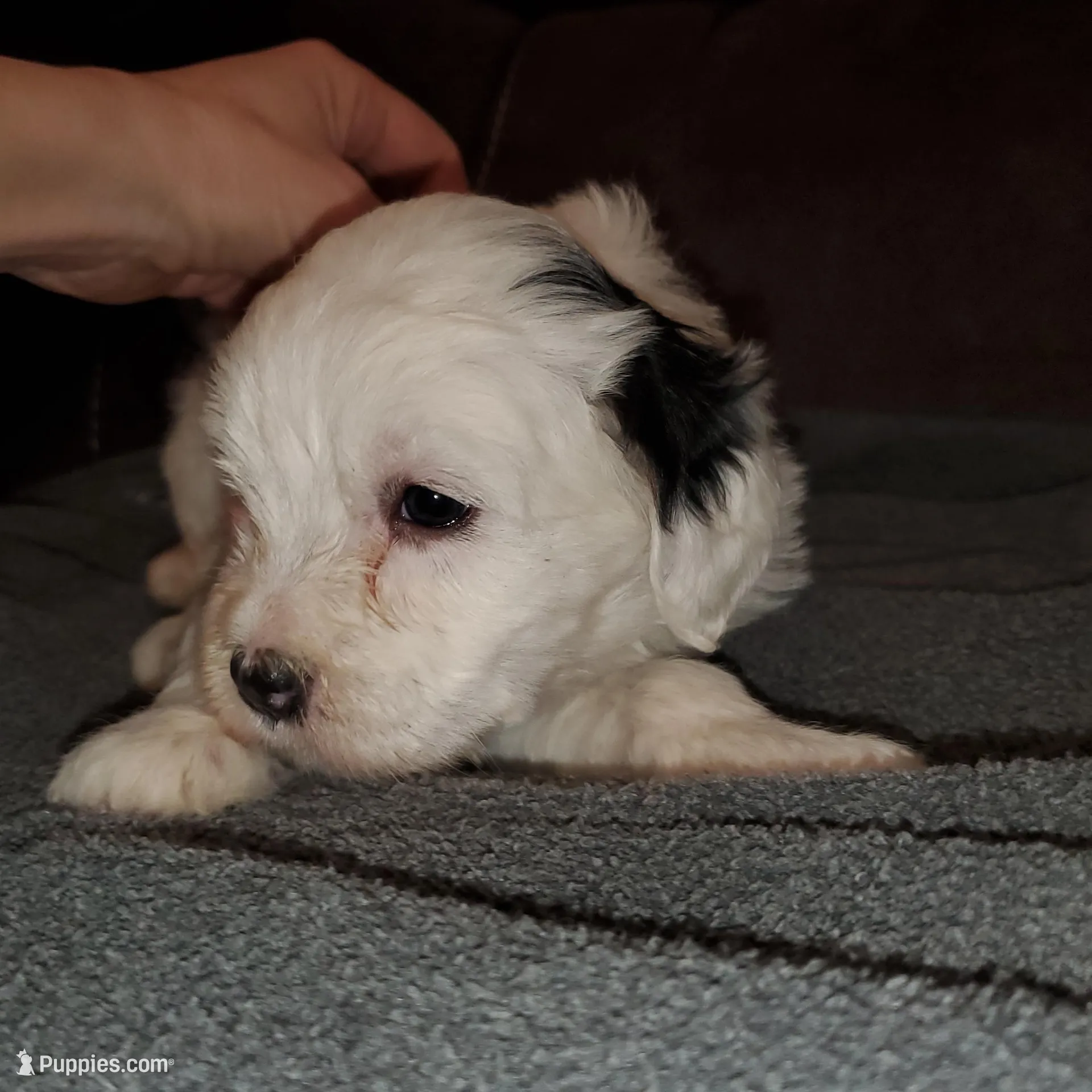Darla, a female Miniature Bernedoodle for sale in Leetonia, OH – Photo 2 of 9