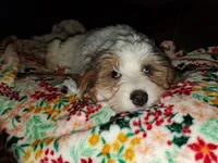 Rosie (blue eyes) very friendly, a female Miniature Bernedoodle for sale in Leetonia, OH – Photo 3 of 9