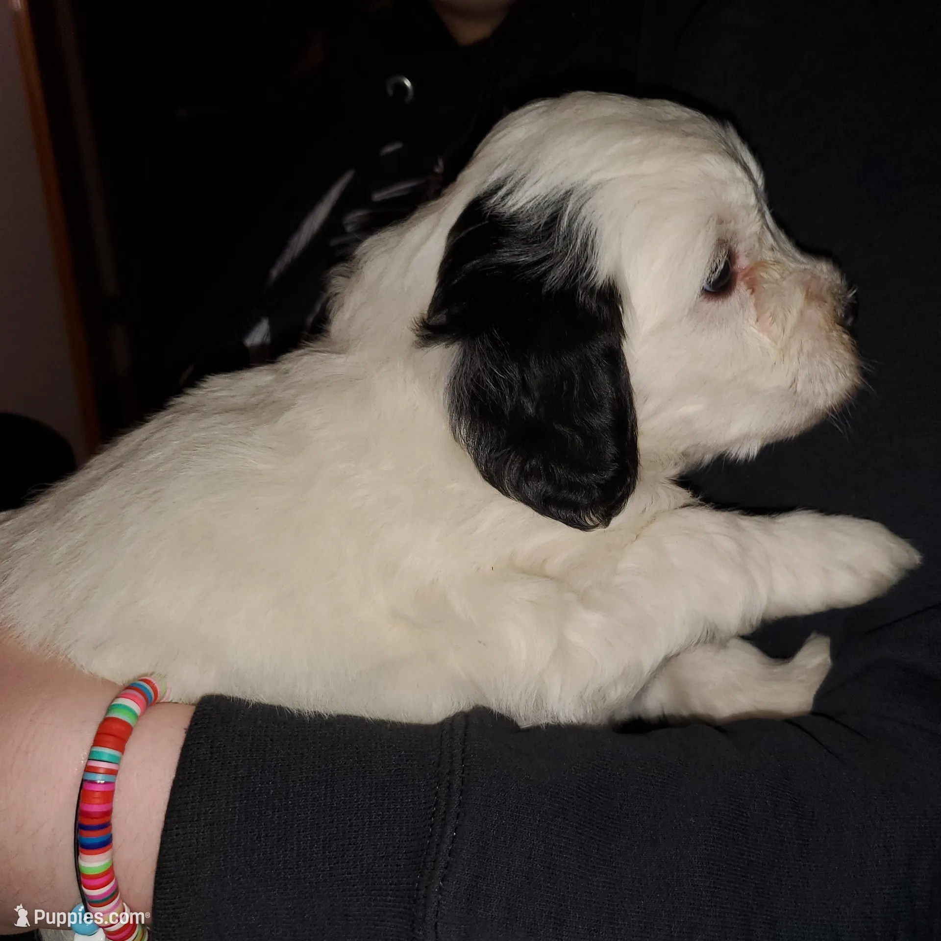 Darla, a female Miniature Bernedoodle for sale in Leetonia, OH – Photo 8 of 9