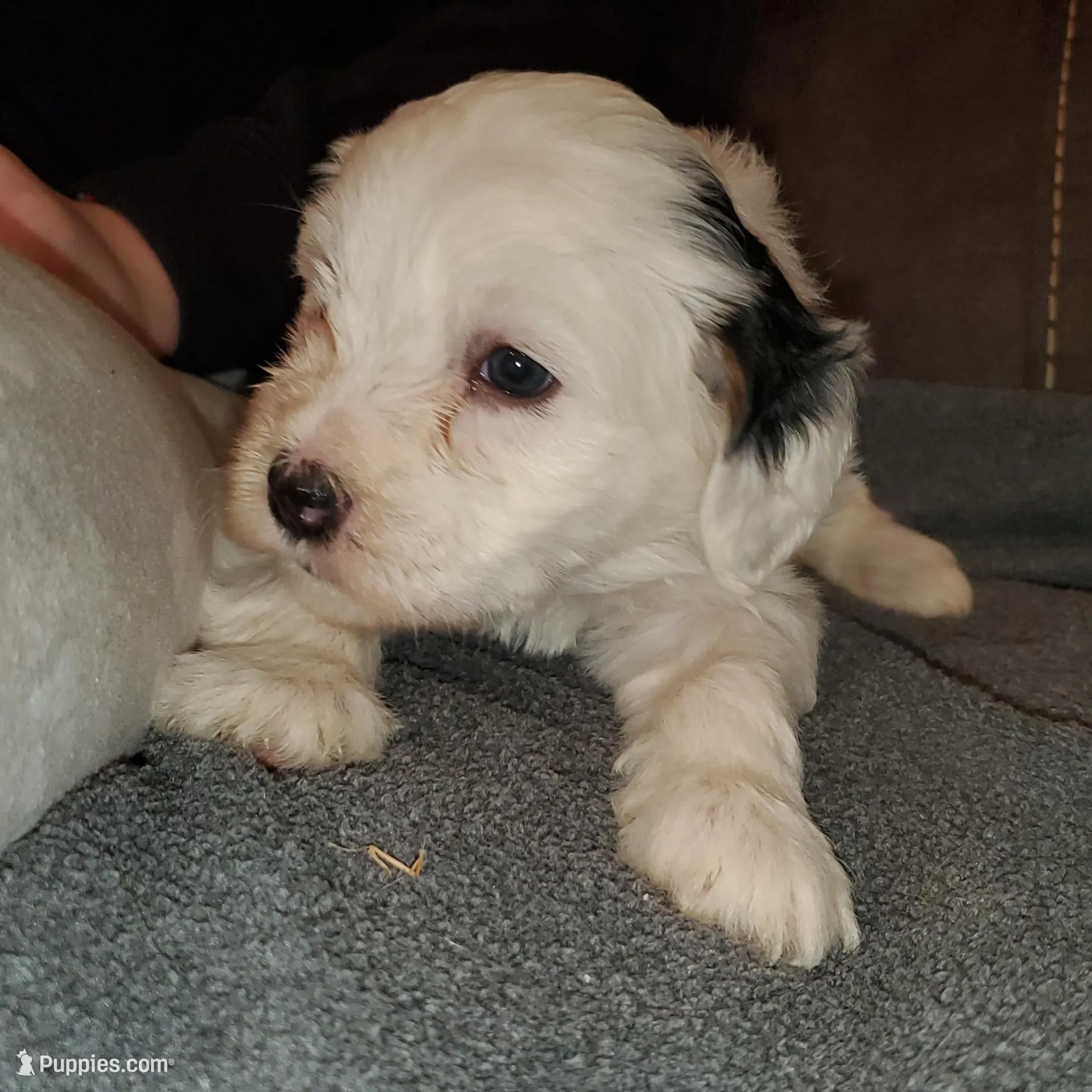 Darla, a female Miniature Bernedoodle for sale in Leetonia, OH – Photo 7 of 9