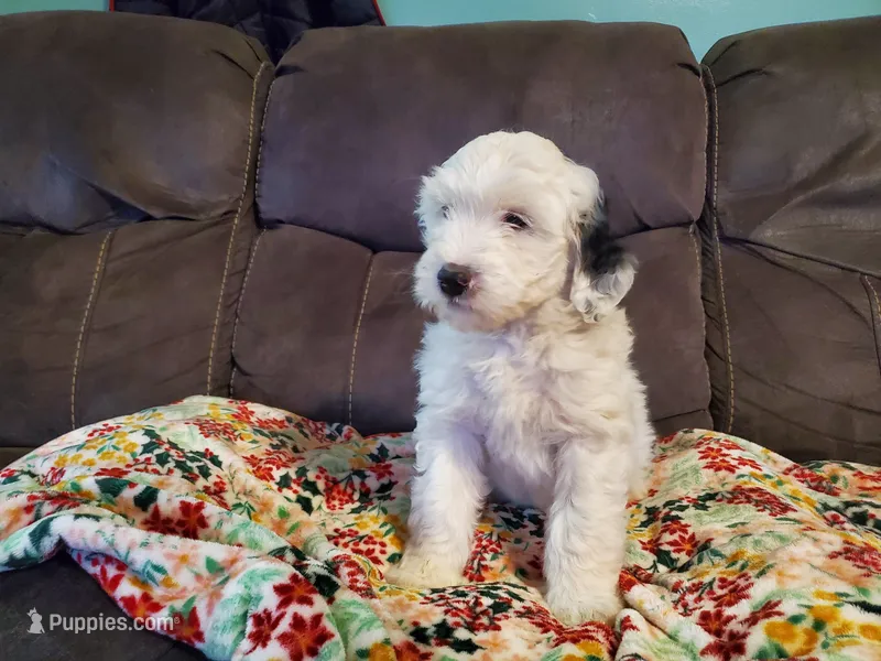 Darla – Miniature Bernedoodle puppy for sale in Leetonia, OH