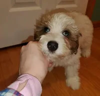 Rosie, a female Miniature Bernedoodle for sale in Leetonia, OH – Photo 8 of 9