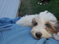 Rosie, a female Miniature Bernedoodle for sale in Leetonia, OH – Photo 2 of 9