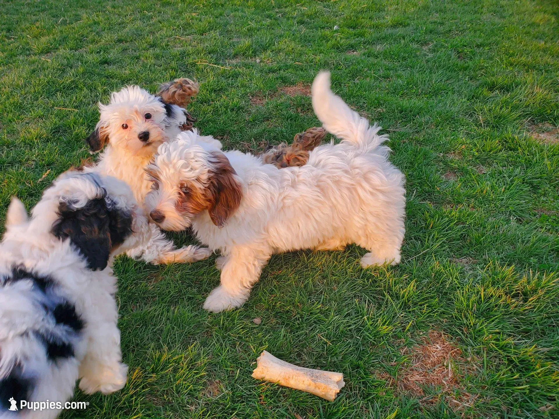 Rosie, a female Miniature Bernedoodle for sale in Leetonia, OH – Photo 7 of 9