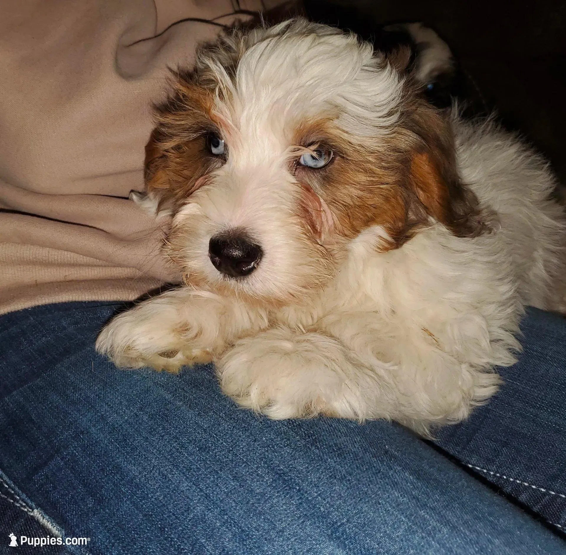 Rosie (blue eyes) very friendly – Miniature Bernedoodle puppy for sale in Leetonia, OH
