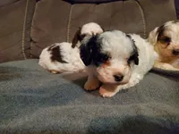 Amanda panda, a female Miniature Bernedoodle for sale in Leetonia, OH – 3 of 5