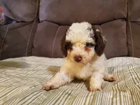 Teddy (greenish eyes), a female Miniature Bernedoodle for sale in Leetonia, OH – 2 of 8