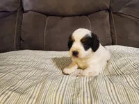 Snickers, a male Miniature Bernedoodle for sale in Leetonia, OH – 4 of 9