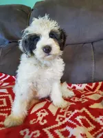 Dozer , a male Miniature Bernedoodle for sale in Leetonia, OH – 2 of 10