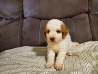 Lukie lambie, a male Miniature Bernedoodle for sale in Leetonia, OH – 5 of 10