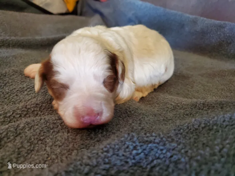 Daisy – Miniature Bernedoodle puppy for sale in Leetonia, OH