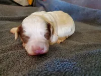 Daisy, a female Miniature Bernedoodle for sale in Leetonia, OH – 1 of 9