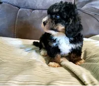 Lily, a female Miniature Bernedoodle for sale in Leetonia, OH – 4 of 8