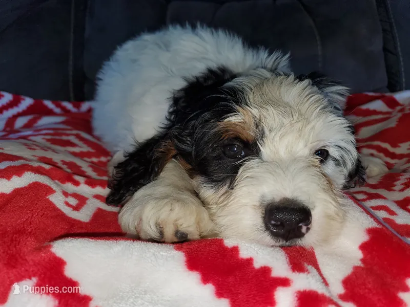 Patch – Miniature Bernedoodle puppy for sale in Leetonia, OH