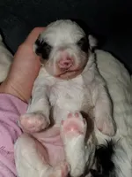 Dozer ( blue eyes), a male Miniature Bernedoodle for sale in Leetonia, OH – 9 of 10