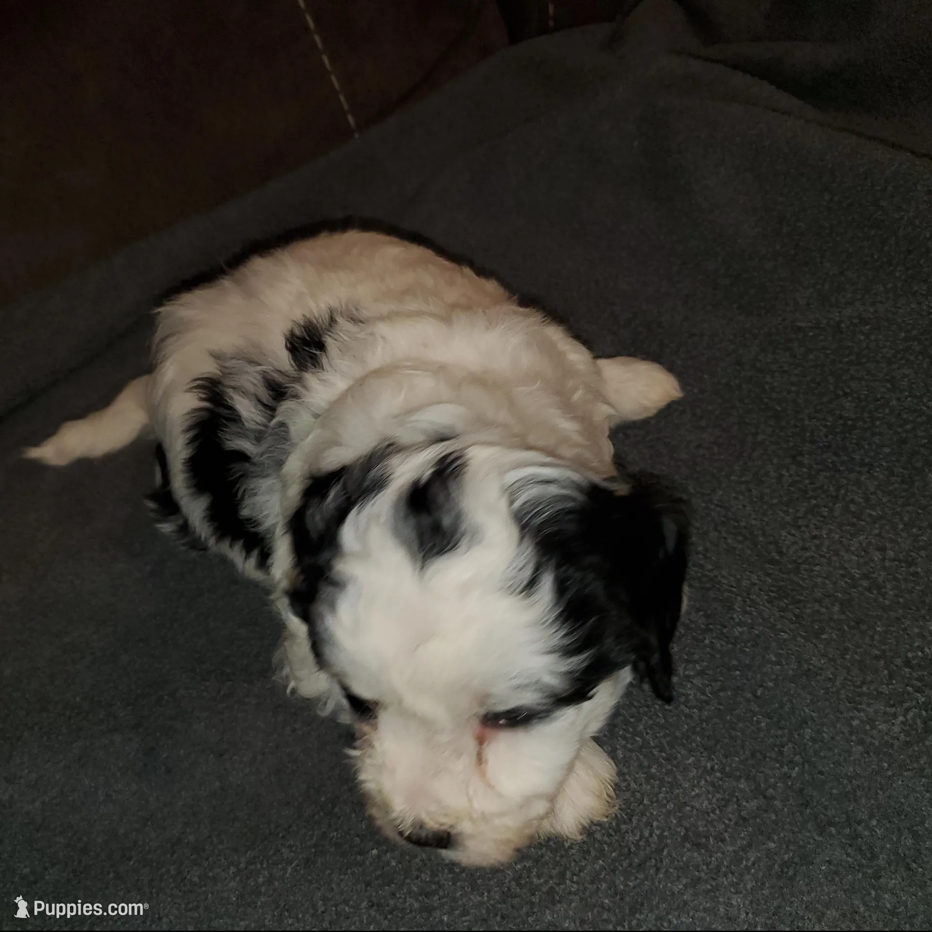 Dozer (very friendly), a male Miniature Bernedoodle for sale in Leetonia, OH – Photo 7 of 7
