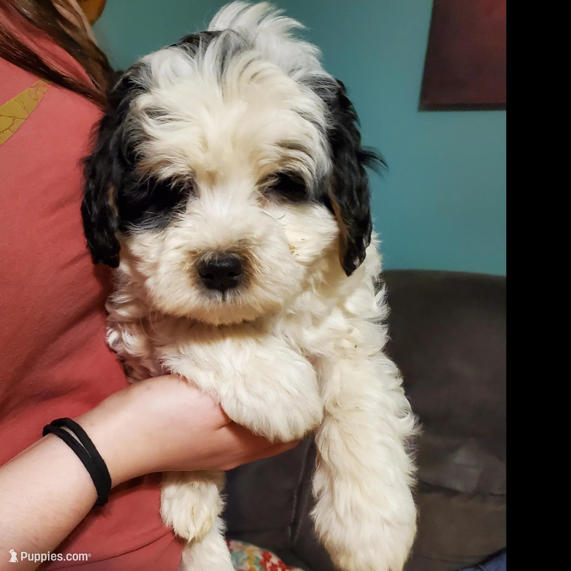 Dozer (very friendly) – Miniature Bernedoodle puppy for sale in Leetonia, OH