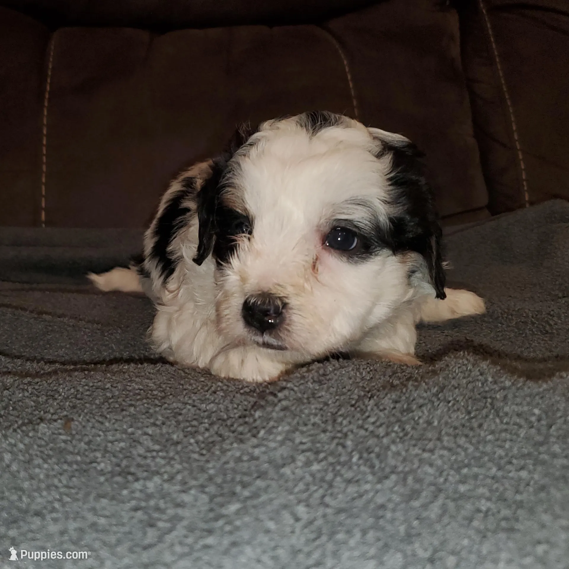 Dozer (very friendly), a male Miniature Bernedoodle for sale in Leetonia, OH – Photo 3 of 7