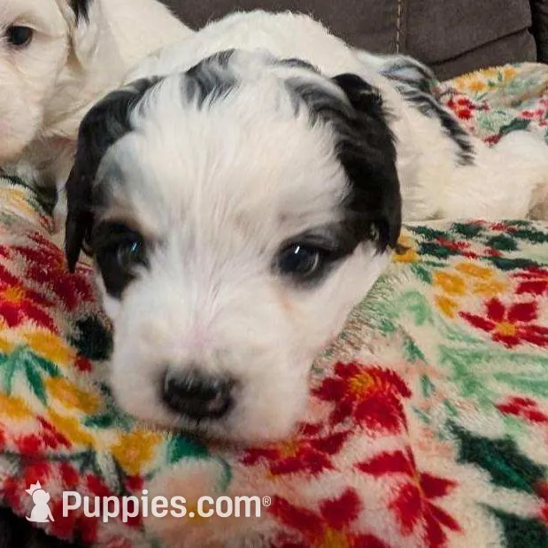 Dozer (very friendly), a male Miniature Bernedoodle for sale in Leetonia, OH – Photo 6 of 7