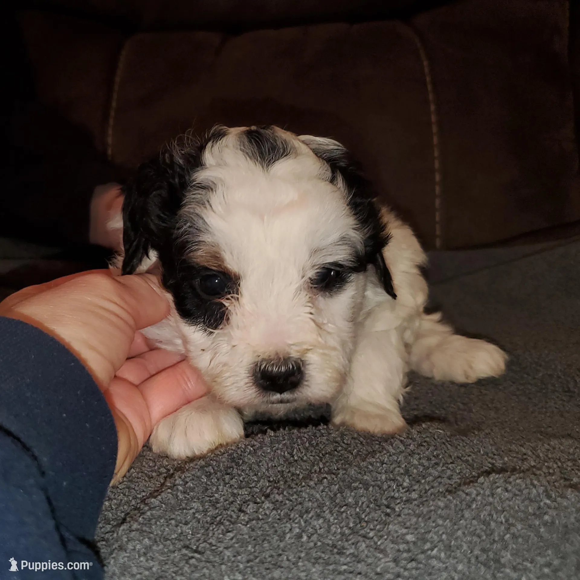 Dozer (very friendly), a male Miniature Bernedoodle for sale in Leetonia, OH – Photo 2 of 7