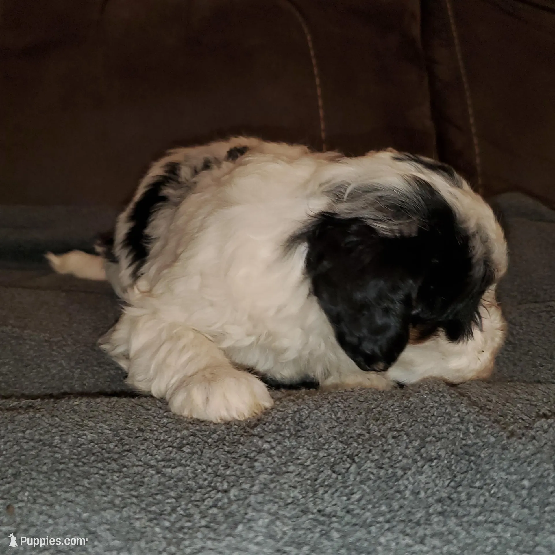 Dozer (very friendly), a male Miniature Bernedoodle for sale in Leetonia, OH – Photo 4 of 7
