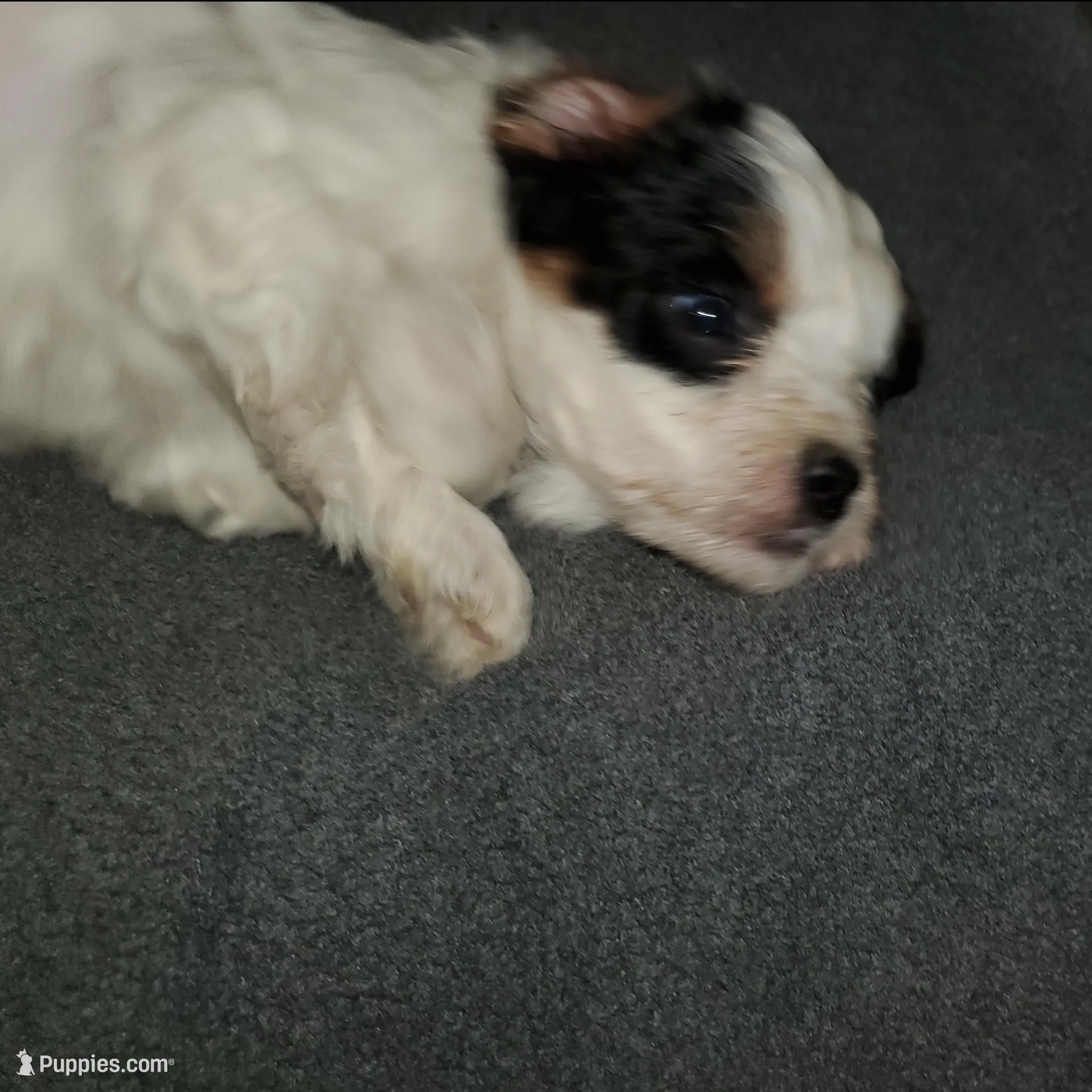 Dozer (very friendly), a male Miniature Bernedoodle for sale in Leetonia, OH – Photo 5 of 7