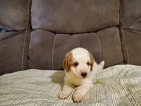 Lukie lambie, a male Miniature Bernedoodle for sale in Leetonia, OH – 4 of 10