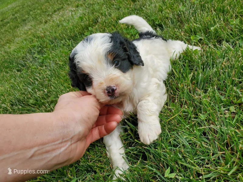 Duke (blue eye) – Miniature Bernedoodle puppy for sale in Leetonia, OH