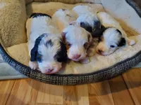 Daisy (blue eyes), a female Miniature Bernedoodle for sale in Leetonia, OH – 5 of 10