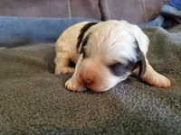 Dozer, a male Miniature Bernedoodle for sale in Leetonia, OH – 2 of 8