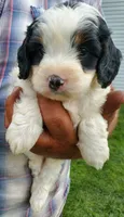 Duke (blue eye), a male Miniature Bernedoodle for sale in Leetonia, OH – 7 of 9