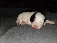 Patch, a male Miniature Bernedoodle for sale in Leetonia, OH – 5 of 8