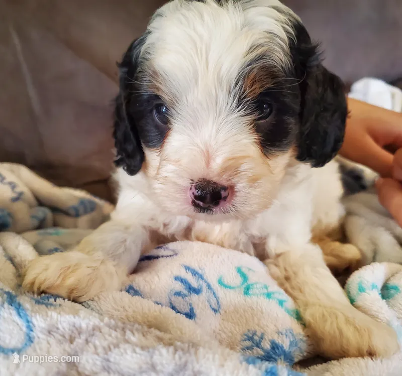 Duke (blue eye) – Miniature Bernedoodle puppy for sale in Leetonia, OH