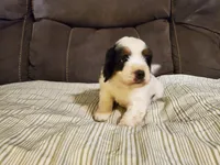 Snickers, a male Miniature Bernedoodle for sale in Leetonia, OH – 8 of 9