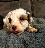 Bo, a female Miniature Bernedoodle for sale in Leetonia, OH – 7 of 7