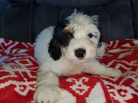 Patch, a male Miniature Bernedoodle for sale in Leetonia, OH – 5 of 10