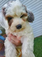 Bo (blue eye), a female Miniature Bernedoodle for sale in Leetonia, OH – 3 of 8