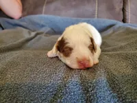 Daisy, a female Miniature Bernedoodle for sale in Leetonia, OH – 2 of 9
