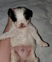 Duke (blue eye), a male Miniature Bernedoodle for sale in Leetonia, OH – 5 of 10
