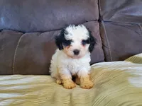 Amanda panda (tiny), a female Miniature Bernedoodle for sale in Leetonia, OH – 2 of 10