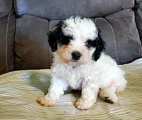 Amanda panda (tiny), a female Miniature Bernedoodle for sale in Leetonia, OH – 6 of 10