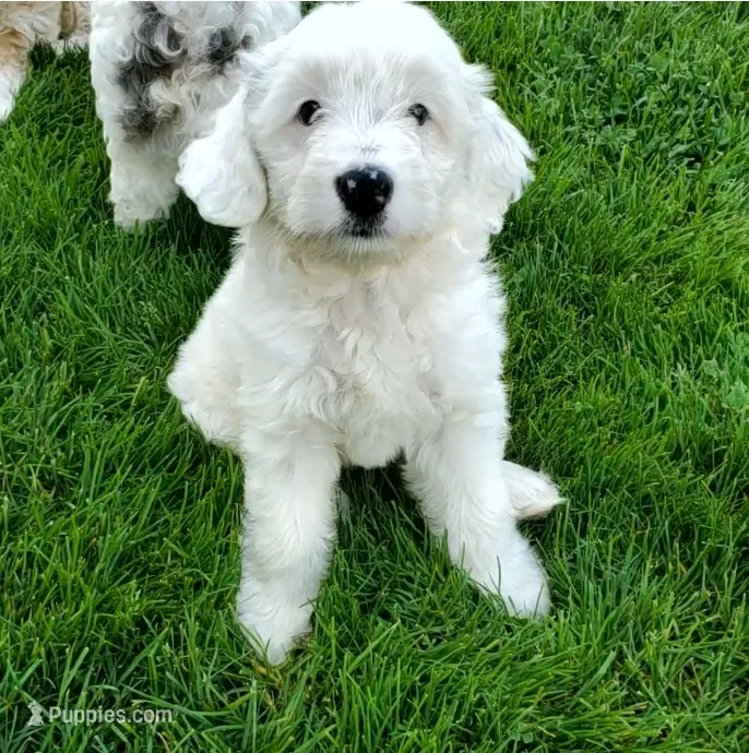 Buttons – Miniature Bernedoodle puppy for sale in Leetonia, OH