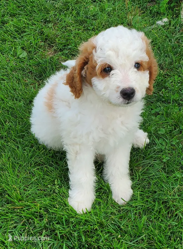 Lukie lambie – Miniature Bernedoodle puppy for sale in Leetonia, OH