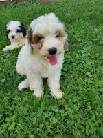 Bo (blue eye), a female Miniature Bernedoodle for sale in Leetonia, OH – 8 of 8
