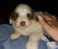 Daisy (blue eyes), a female Miniature Bernedoodle for sale in Leetonia, OH – 4 of 10