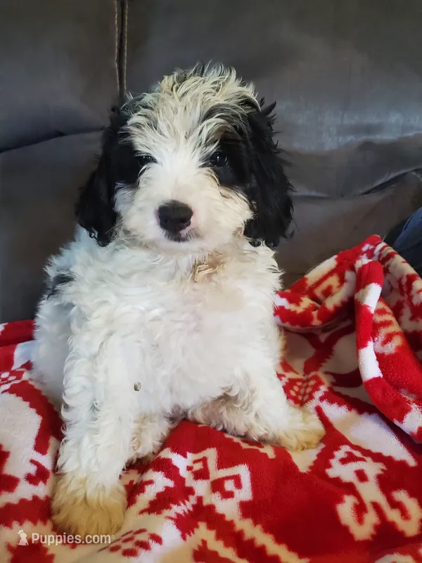 Duke  – Miniature Bernedoodle puppy for sale in Leetonia, OH